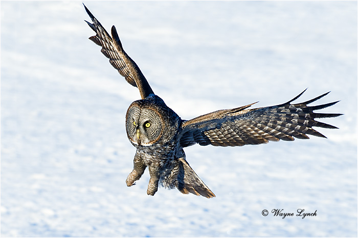 Hunting Great Gray Owl 139 by Dr. Wayne Lynch ©